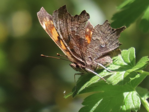 Oreas Comma photo 5
