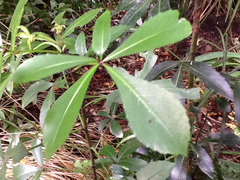 Pseudopanax crassifolius × lessonii