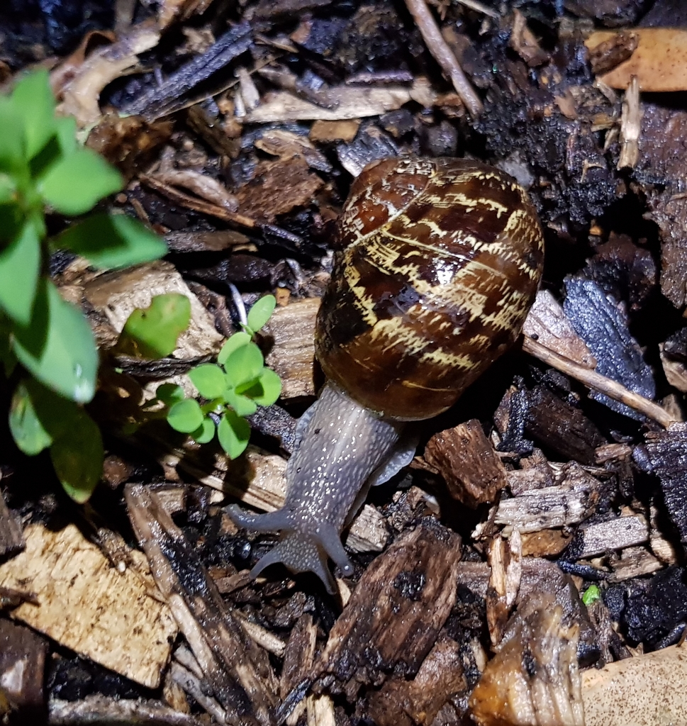 Garden Snail from 10 Crohane Pl, Addington, Christchurch 8024, New
