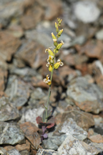 early jewelflower (Streptanthus vernalis)