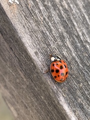 Harmonia axyridis