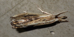 Catoptria verellus