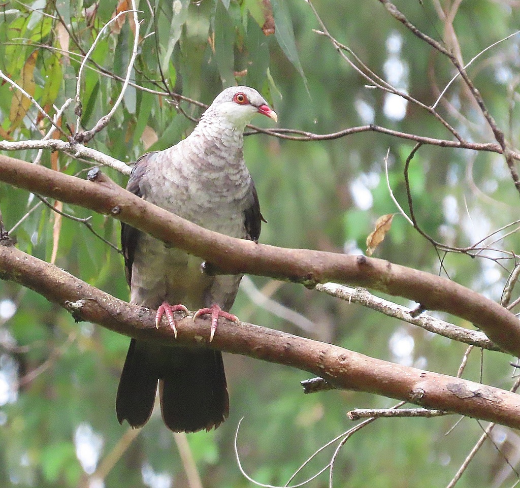 White-headed Pigeon from Coomba Park NSW 2428, Australia on January 1 ...