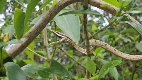 Gulf Coast Vine Snake
