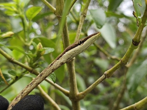 Gulf Coast Vine Snake