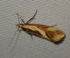 Harpella forficella
