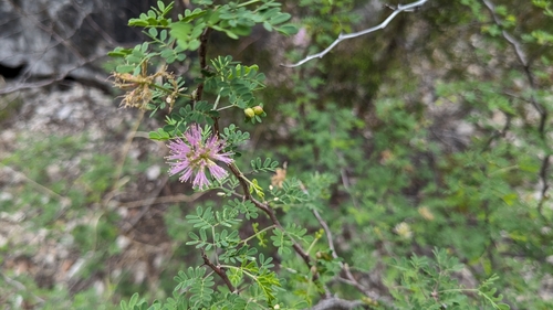 Image of Mimosa texana by (c) Joseph Aubert, some rights reserved (CC BY)