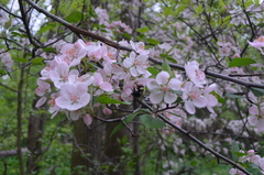Crataegus mollis