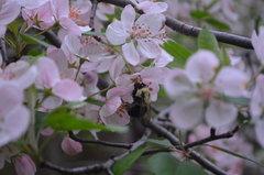 Crataegus mollis