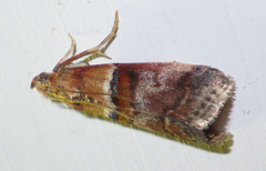 Acrobasis repandana