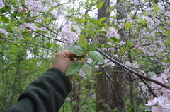 Crataegus mollis