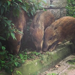 Sus scrofa moupinensis