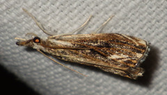 Catoptria verellus