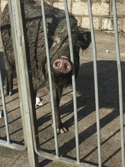 Sus scrofa moupinensis