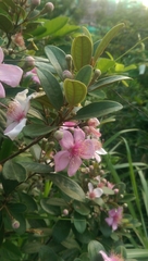 Rhodomyrtus tomentosa