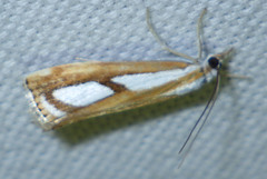 Catoptria