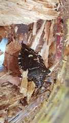 Pinthaeus sanguinipes