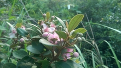 Rhodomyrtus tomentosa