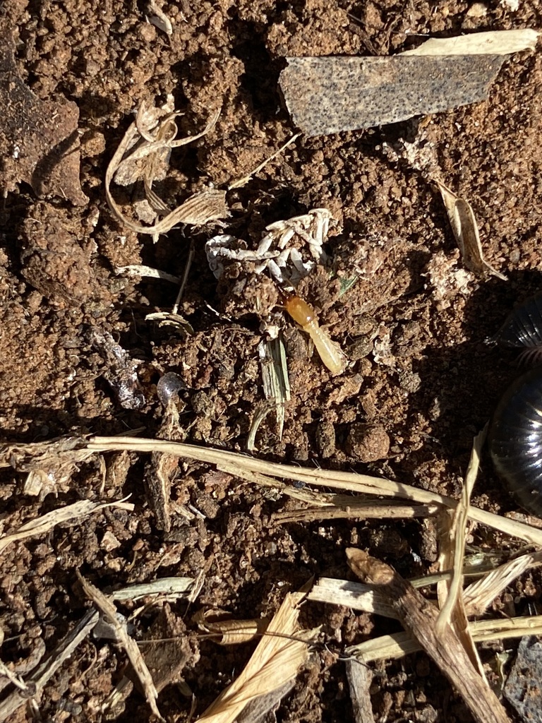 Cockroaches and Termites from Roseworthy on April 16, 2024 by coxeloi ...