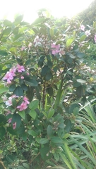 Rhodomyrtus tomentosa