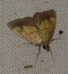 Evergestis limbata
