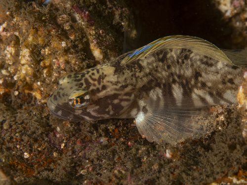 Stripefin ronquil (Rathbunella alleni) — Bathymasteridae — 4