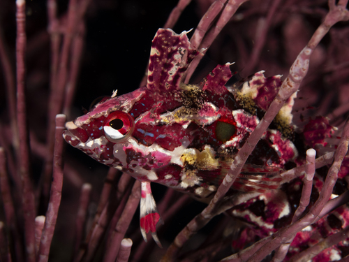 Crevice kelpfish (Gibbonsia montereyensis) — Clinidae — 5
