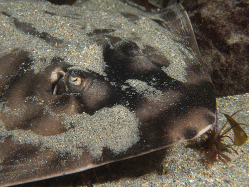 Banded guitarfish (Zapteryx exasperata) — Rhinobatidae — 2
