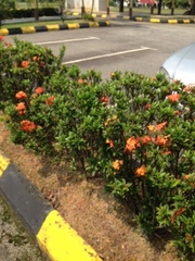 Ixora coccinea coccinea