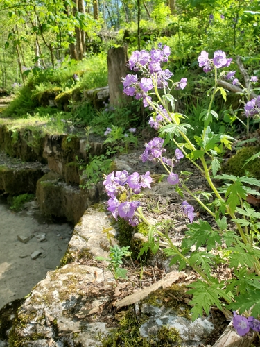 Fernleaf phacelia (Phacelia bipinnatifida)