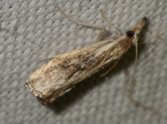 Catoptria verellus