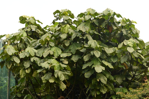 Macaranga gigantea (Rchb.f. & Zoll.) Müll.Arg.