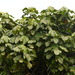 Macaranga gigantea - Photo (c) sugumaran, μερικά δικαιώματα διατηρούνται (CC BY-NC)