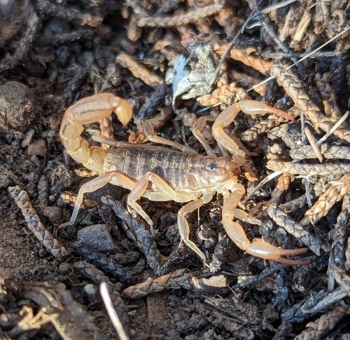 Stripe-tailed Scorpion photo 4