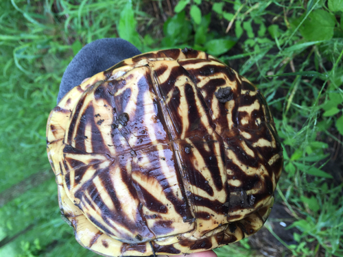 Ornate Box Turtle