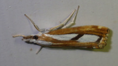 Catoptria