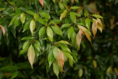 Elaeocarpus mastersii