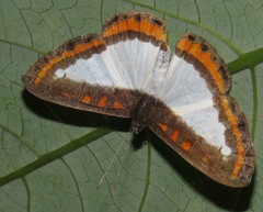 Nymphidium caricae