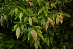 Elaeocarpus mastersii