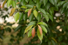 Elaeocarpus mastersii