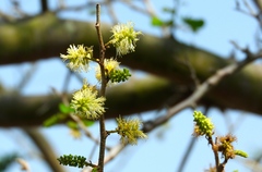 Microlobius foetidus