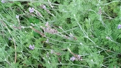 Lavandula pinnata