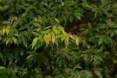 Elaeocarpus mastersii