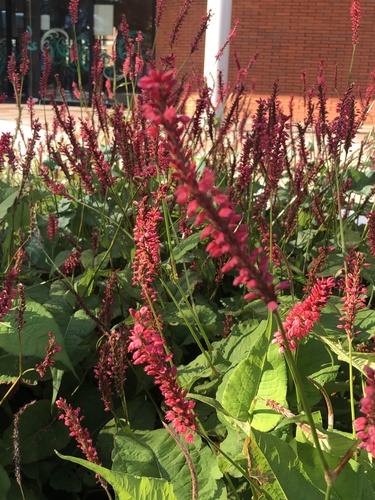 Persicaria amplexicaulis iNat (3)