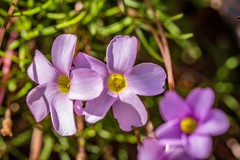 Oxalis polyphylla pentaphylla