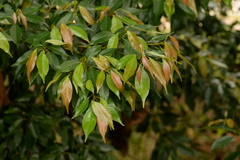 Elaeocarpus mastersii