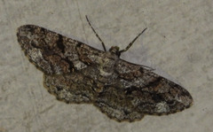 Peribatodes secundaria