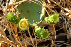 Opuntia wilcoxii