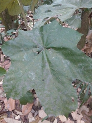 Pterospermum acerifolium