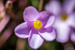 Oxalis polyphylla pentaphylla